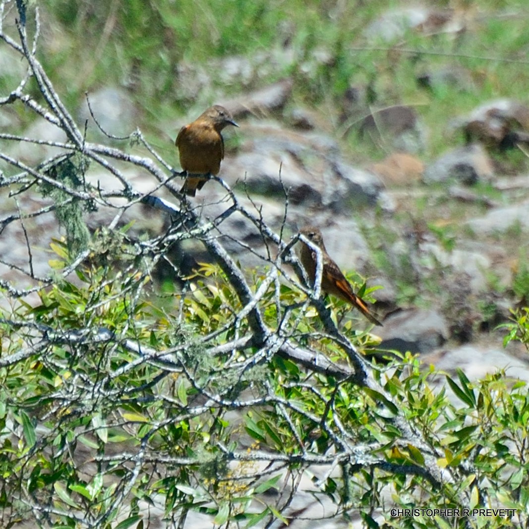 Cliff Flycatcher - ML40026171