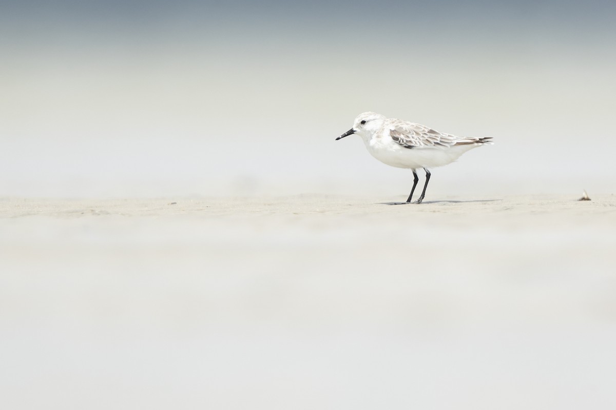 Sanderling - Chris Murray