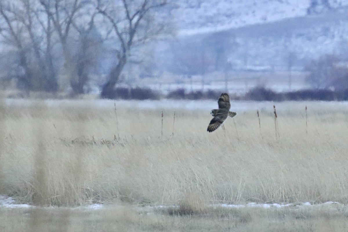 Short-eared Owl - ML400263221