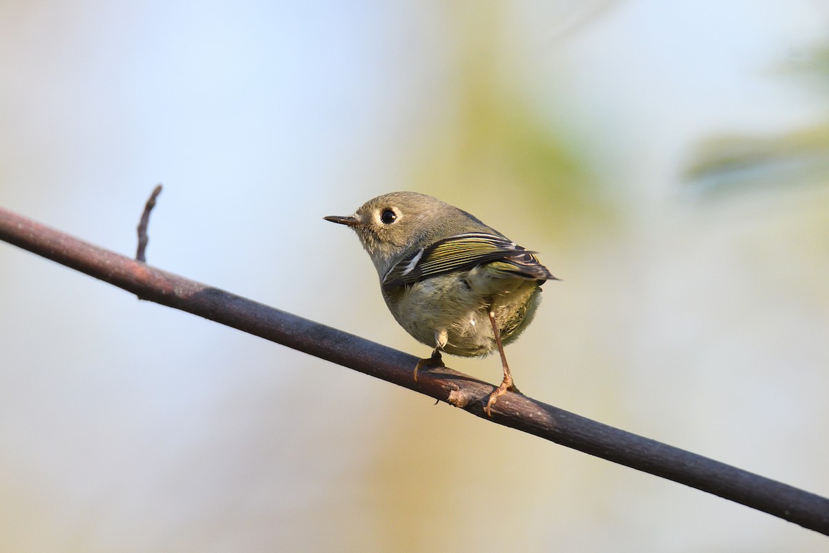 Ruby-crowned Kinglet - ML400264551