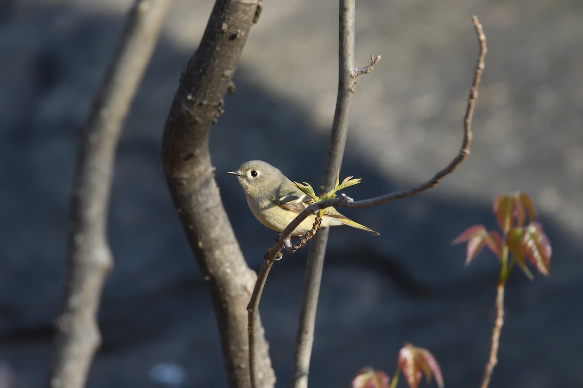 Ruby-crowned Kinglet - ML400264591