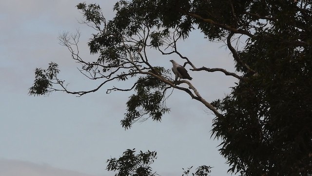 White-bellied Sea-Eagle - ML400264631