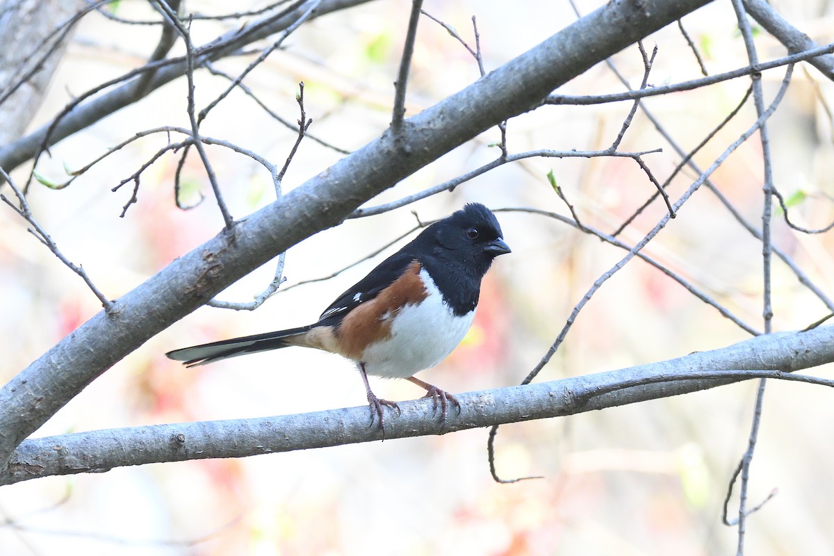 Eastern Towhee - ML400265441