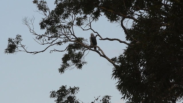 White-bellied Sea-Eagle - ML400265741