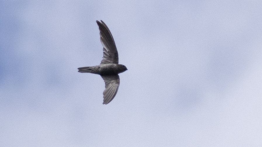 Black-nest Swiftlet - Charmain Ang