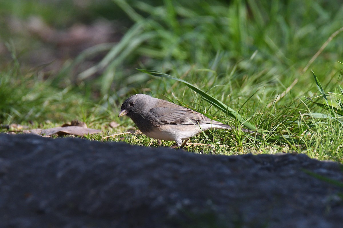 Kara Gözlü Junko (hyemalis/carolinensis) - ML400265911