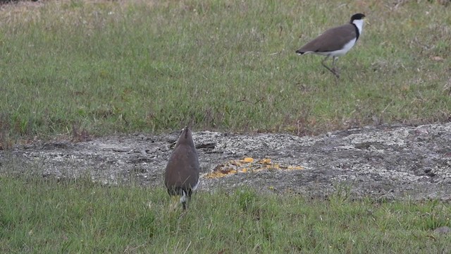 Masked Lapwing - ML400266501