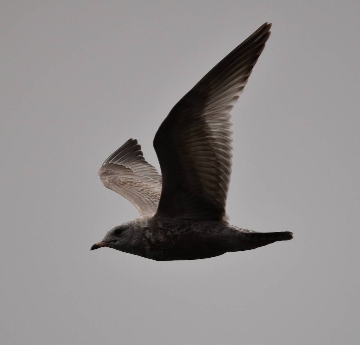 Short-billed Gull - ML400266541