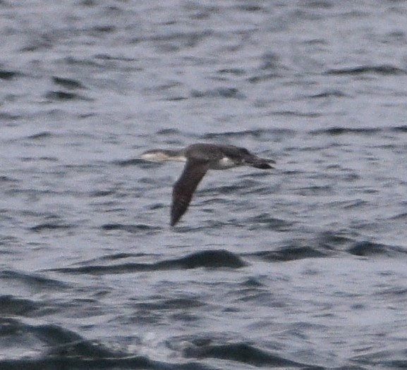 Red-throated Loon - Peter Olsoy