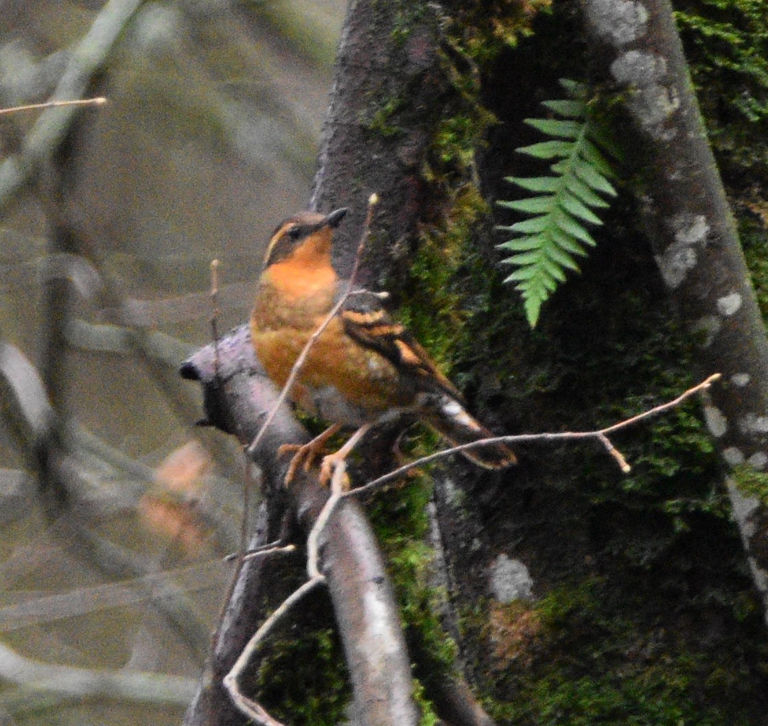 Varied Thrush - ML400267971