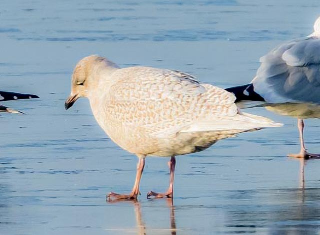 Iceland Gull - Robert Bochenek