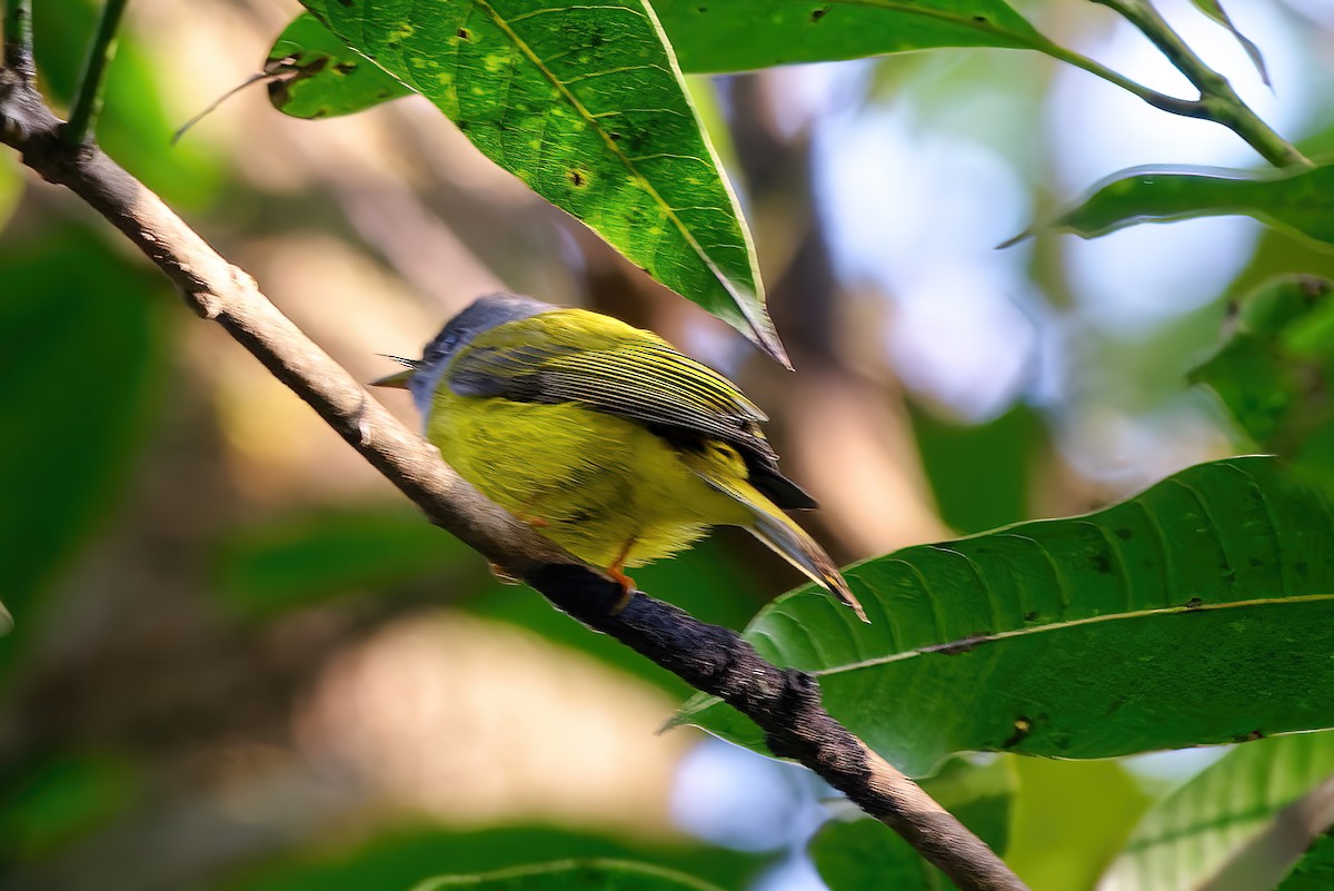 Gray-headed Canary-Flycatcher - ML400268661