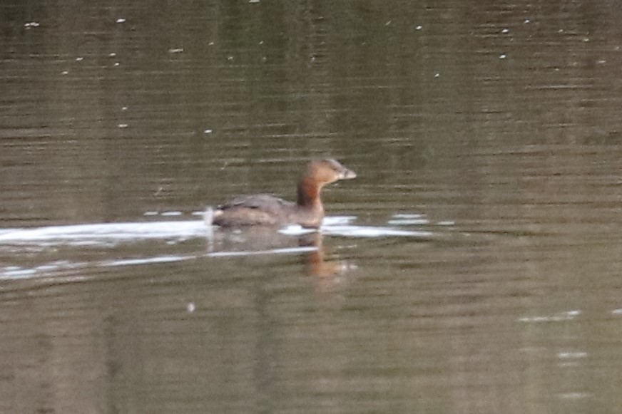 Pied-billed Grebe - ML400269681