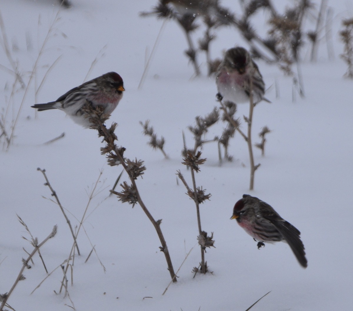 Common Redpoll - ML400269851