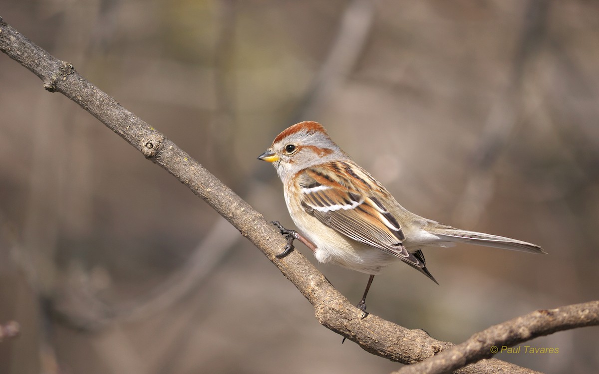 American Tree Sparrow - Paul Tavares