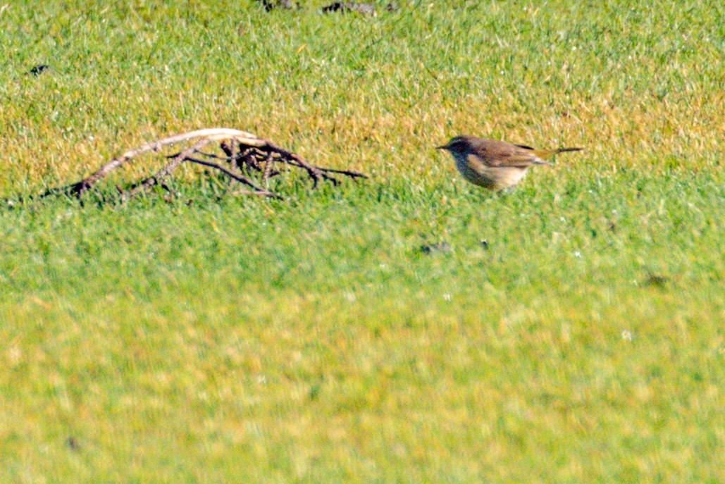 Palm Warbler - ML400271151