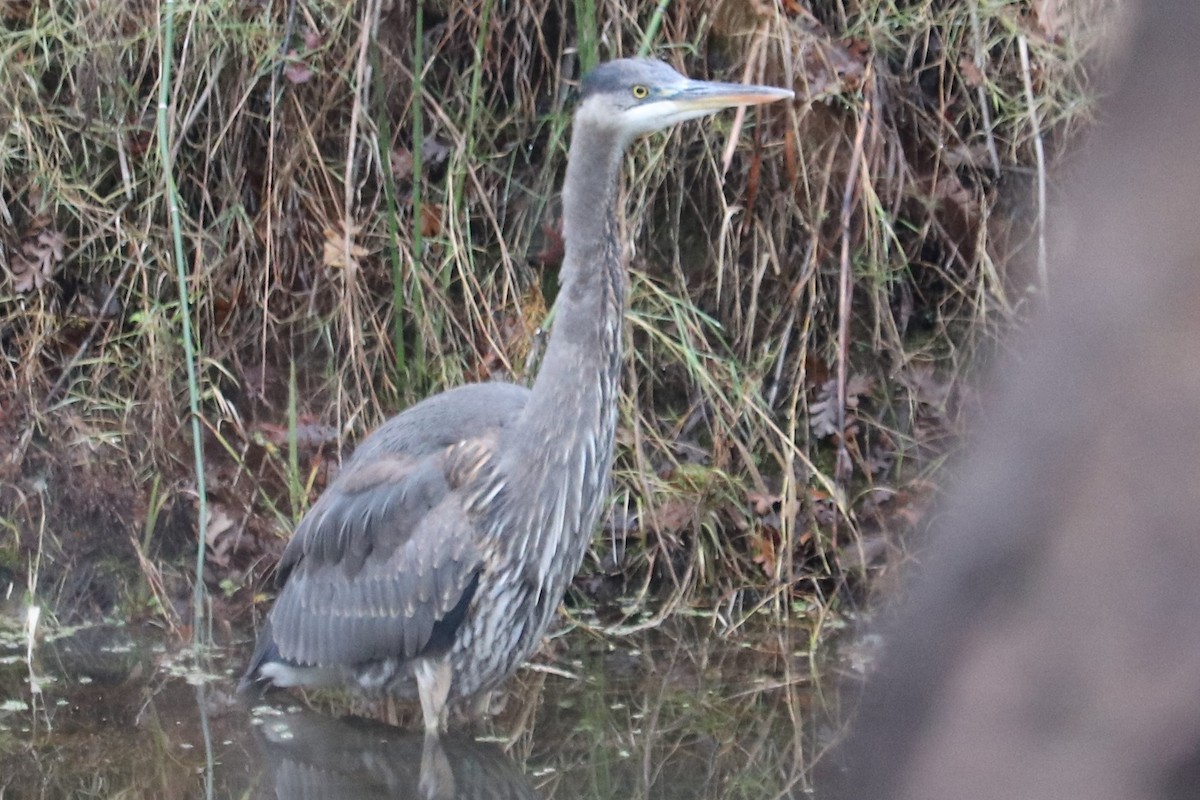 Great Blue Heron - ML400271251