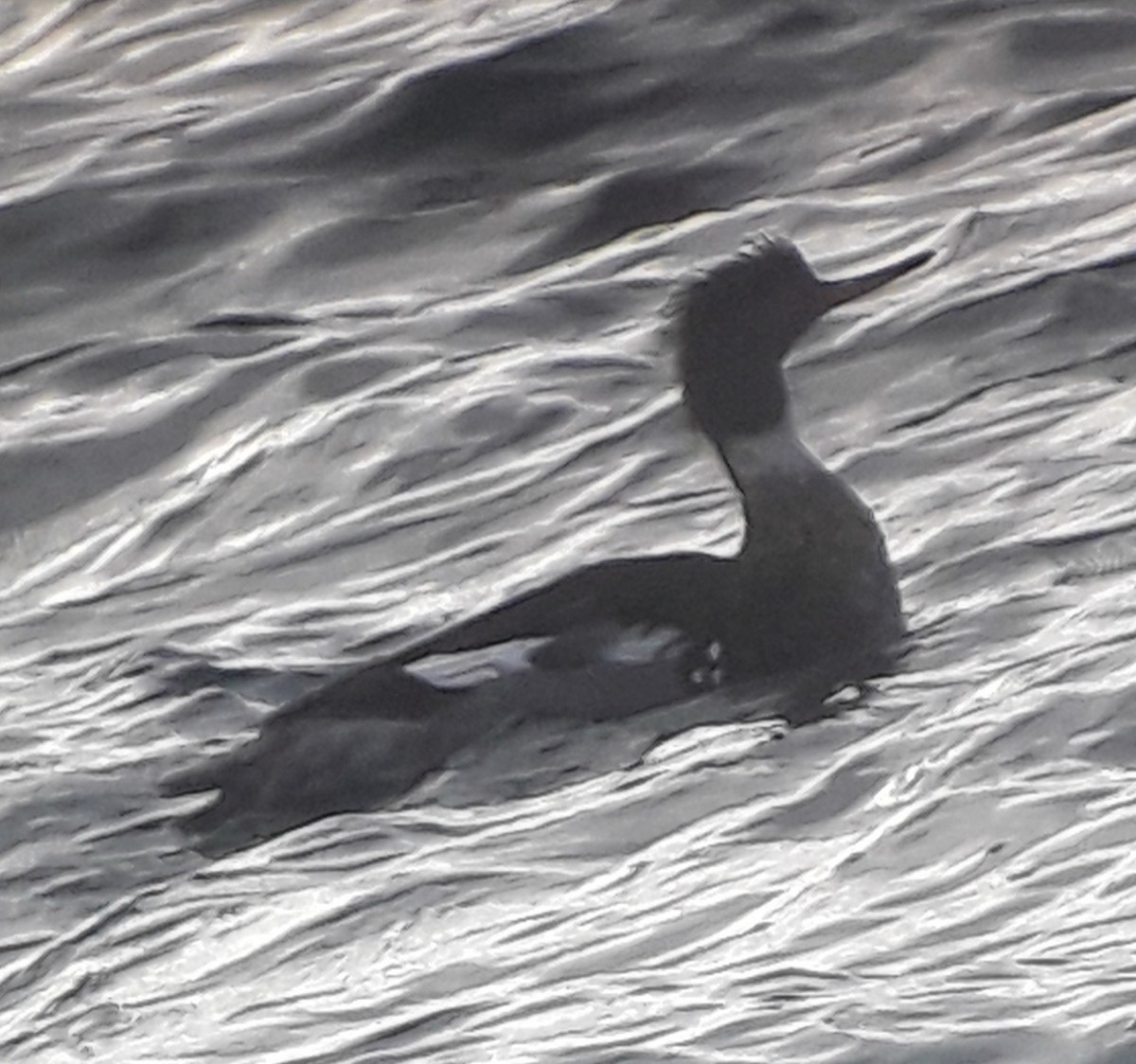 Red-breasted Merganser - ML400271971