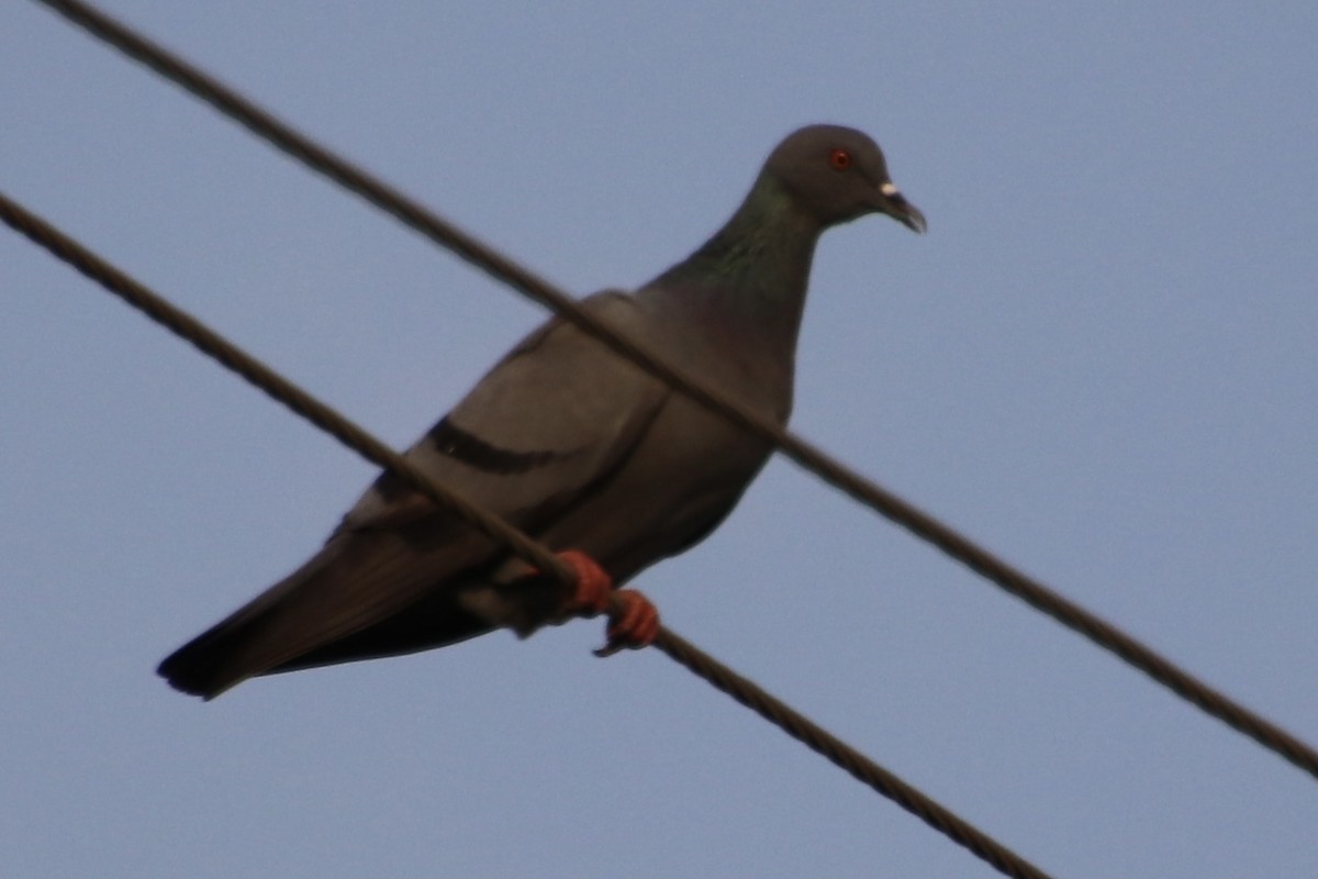 Rock Pigeon (Feral Pigeon) - Praveen Chavan
