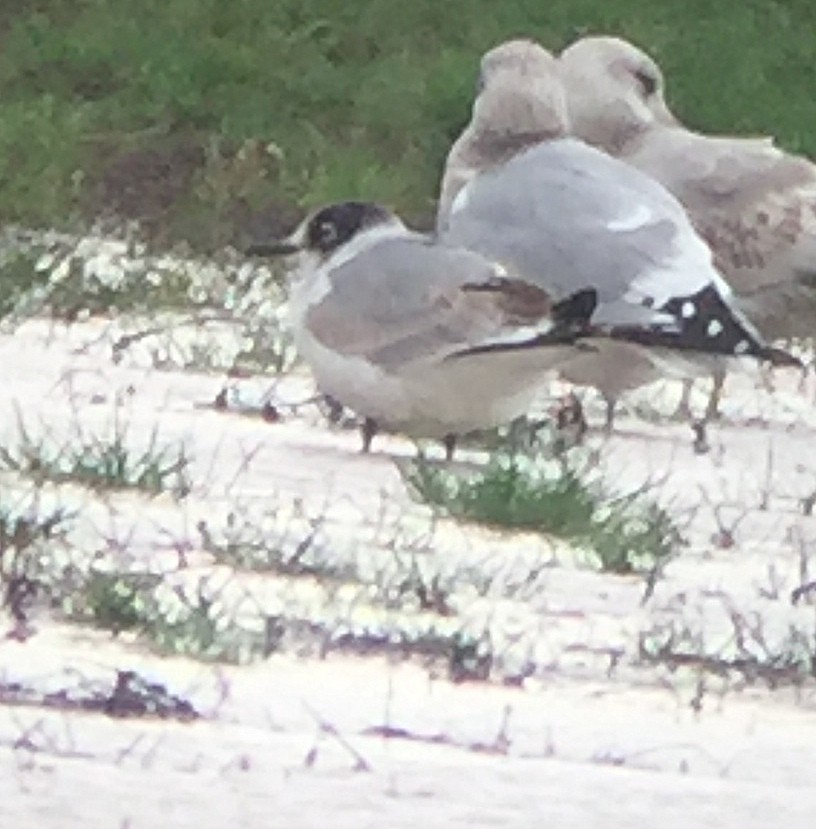 Gaviota Pipizcan - ML40027301