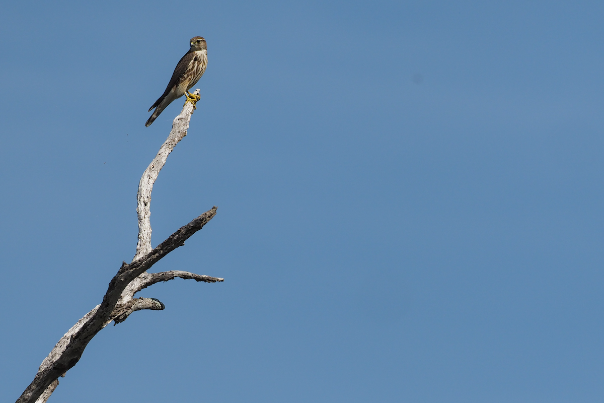 Merlin - ML400273031