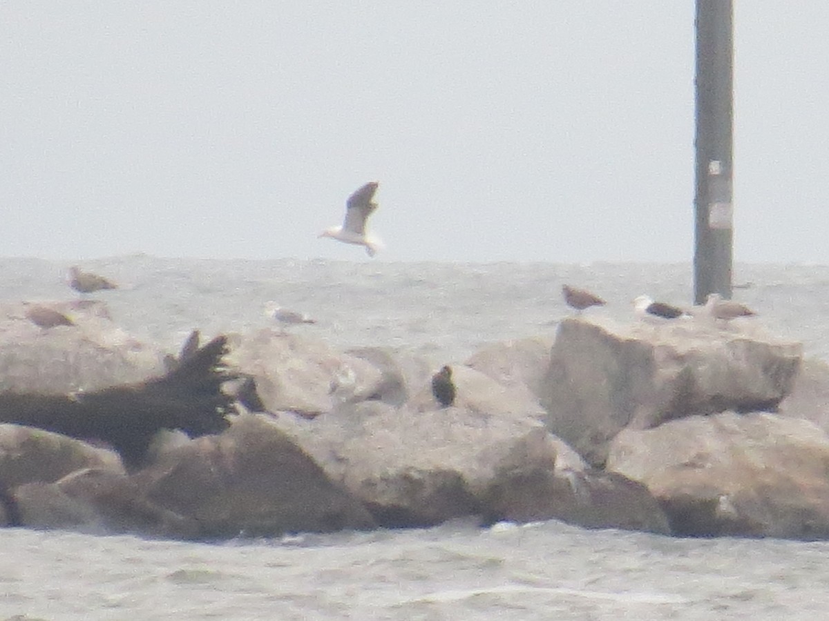 svartbak - ML400273071