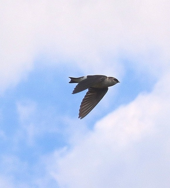 Violet-green Swallow - Luis Barrantes Rodriguez