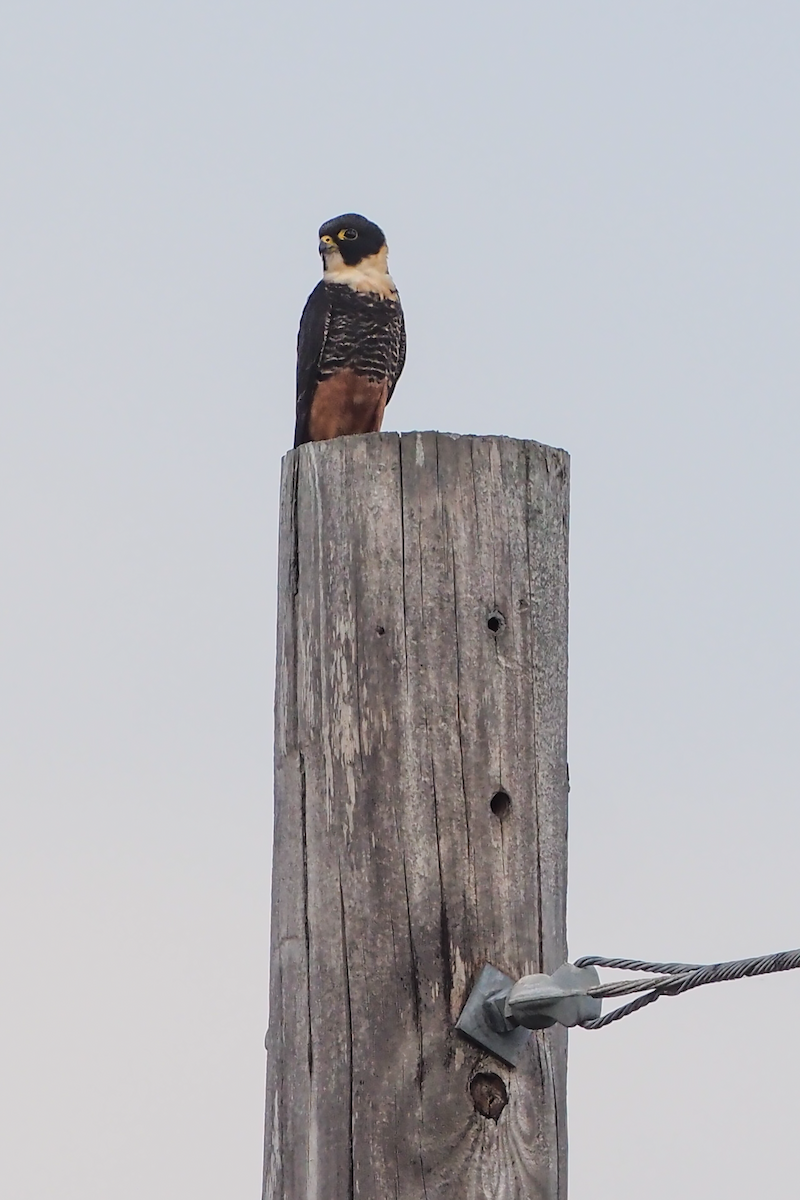 Bat Falcon - ML400273161