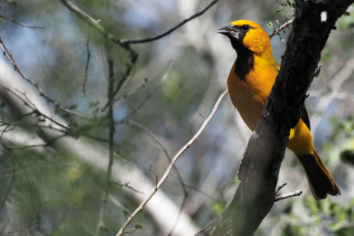 Altamira Oriole - ML400273261