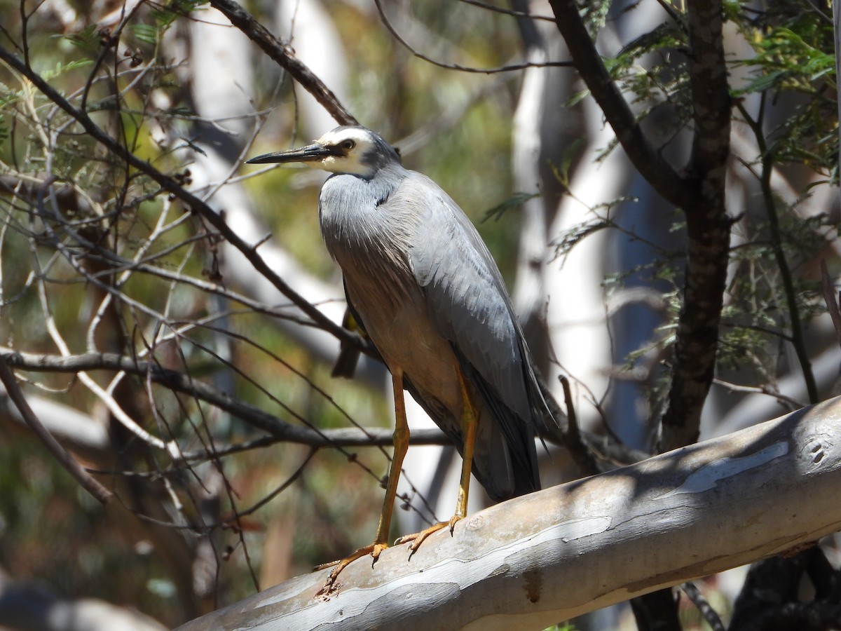 White-faced Heron - troy and karyn zanker