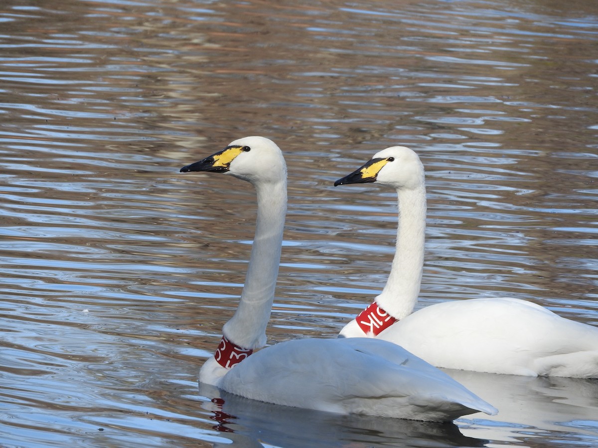 Trumpeter x Whooper Swan (hybrid) - David Parsons
