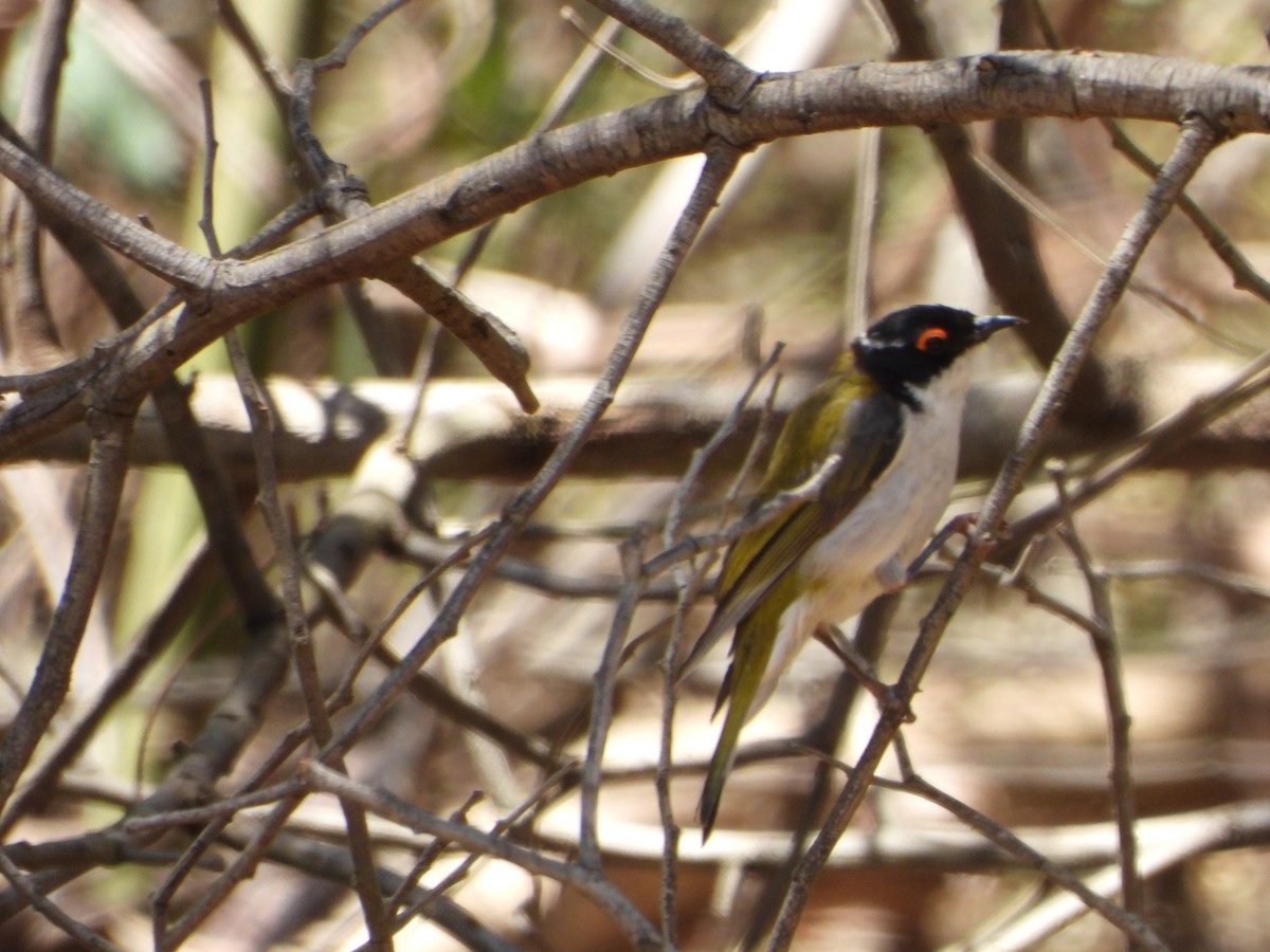 White-naped Honeyeater - ML400274991