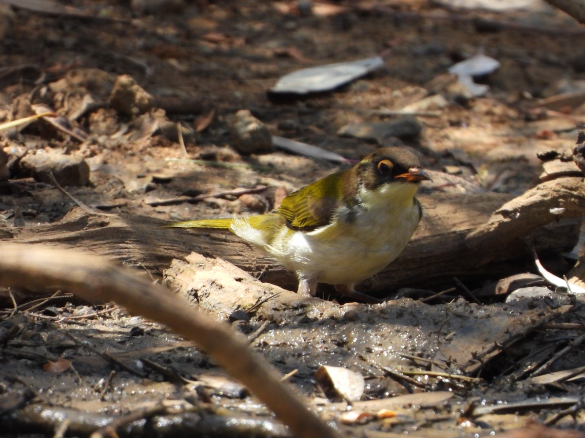 White-naped Honeyeater - troy and karyn zanker