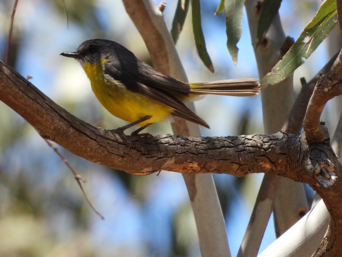 Eastern Yellow Robin - troy and karyn zanker