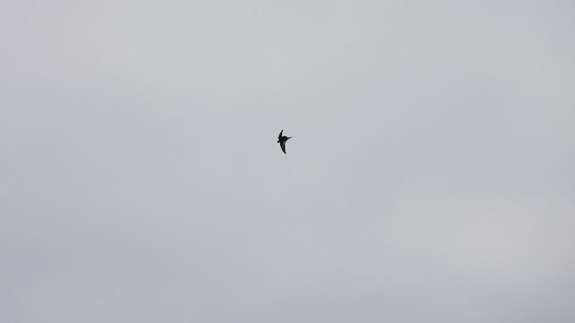 African Swift - ML400275541