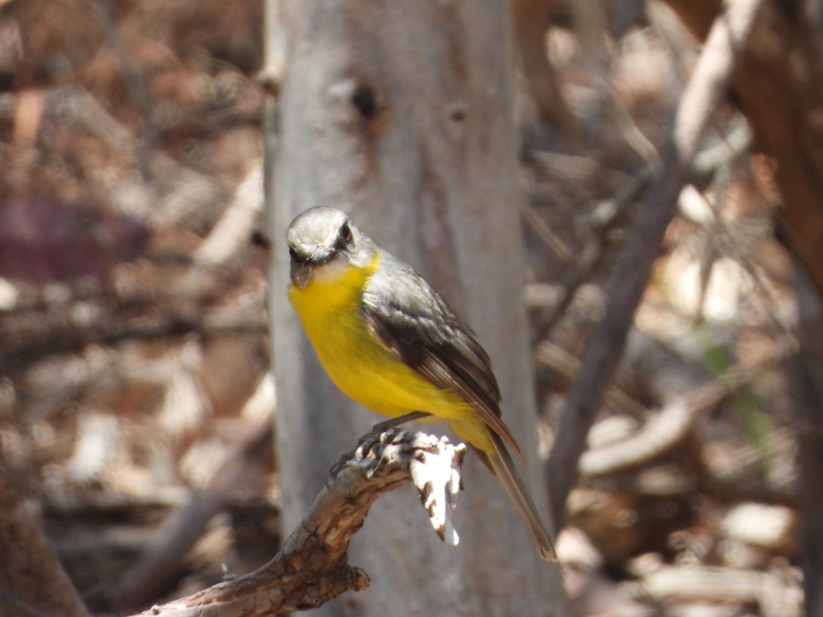 Eastern Yellow Robin - ML400275761