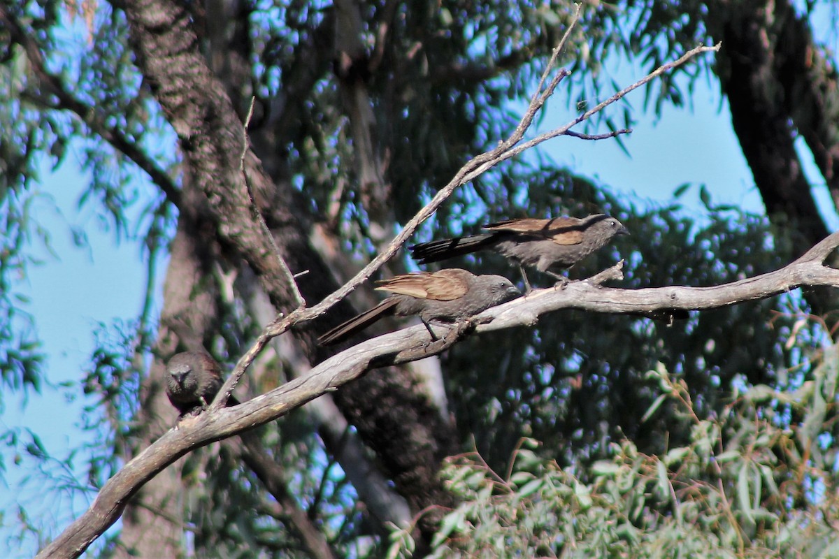 Apostlebird - ML400283341