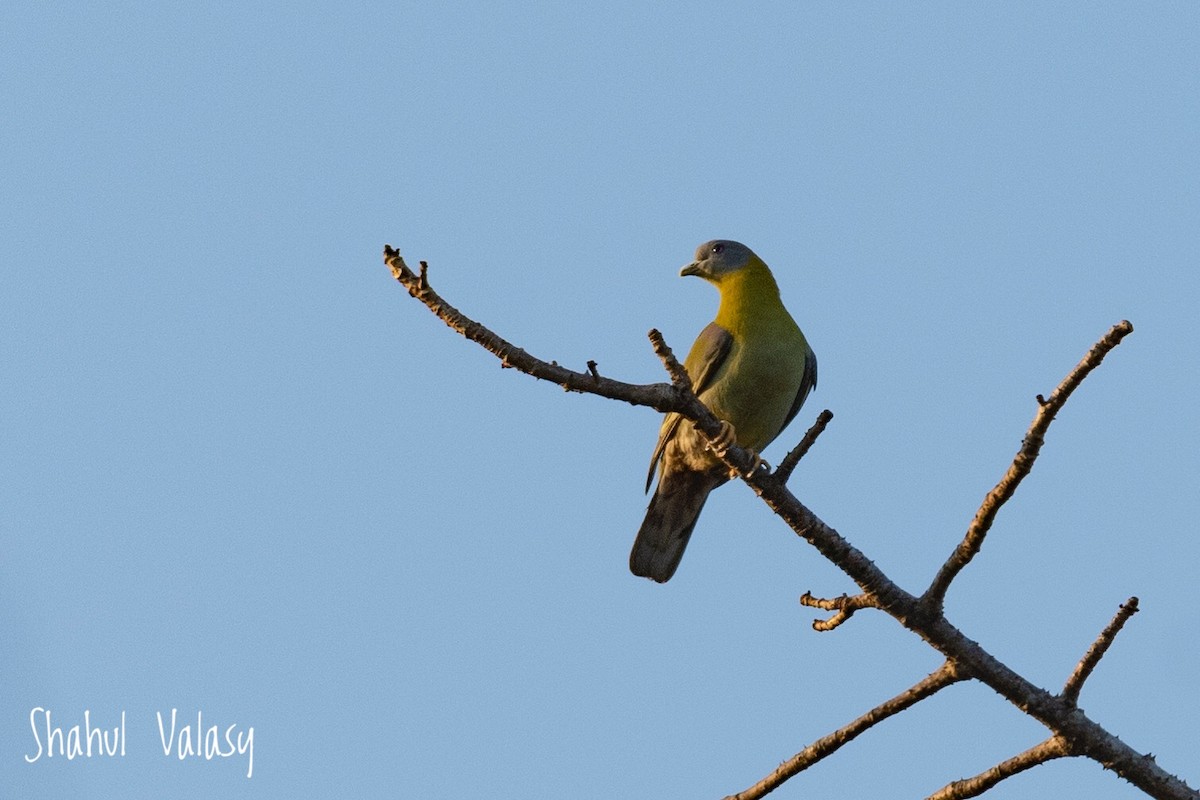 Gray-fronted Green-Pigeon - Shahul Valasi