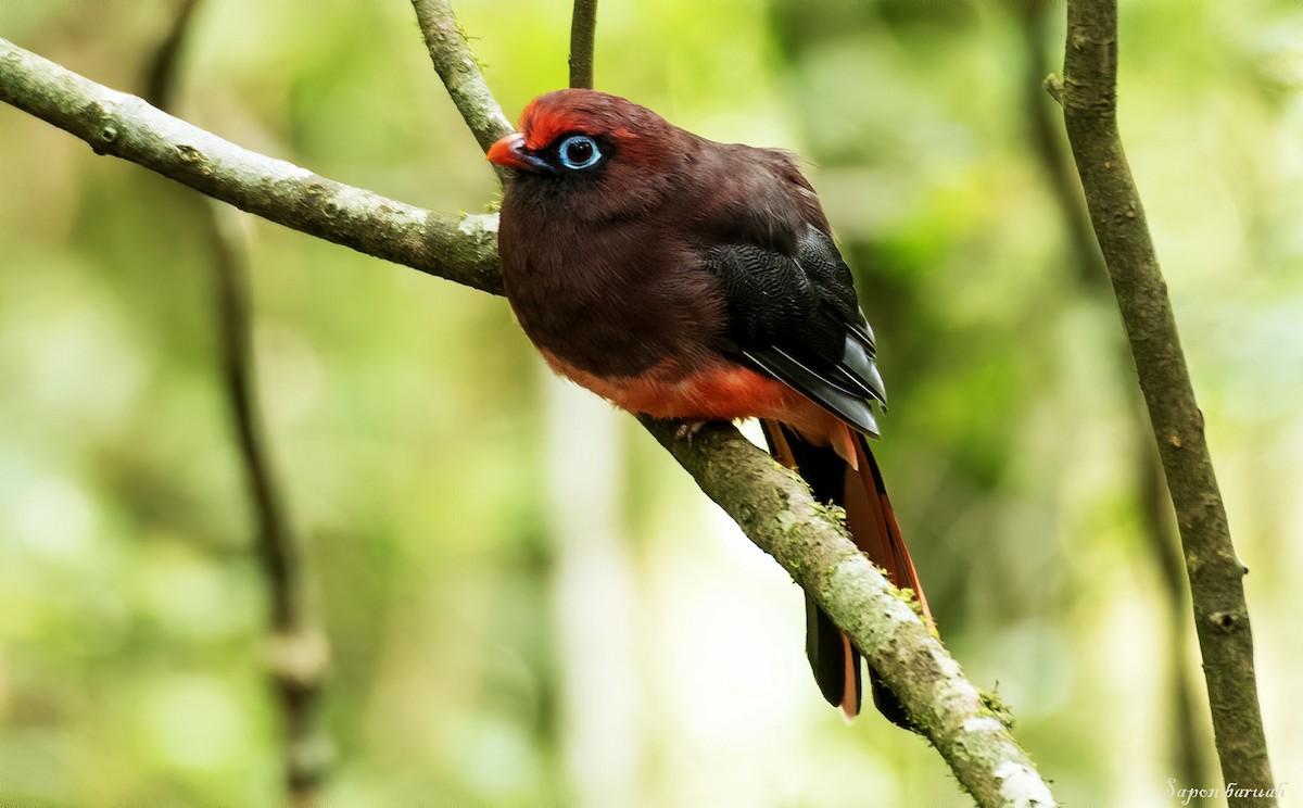 trogon růžovoocasý - ML400287861