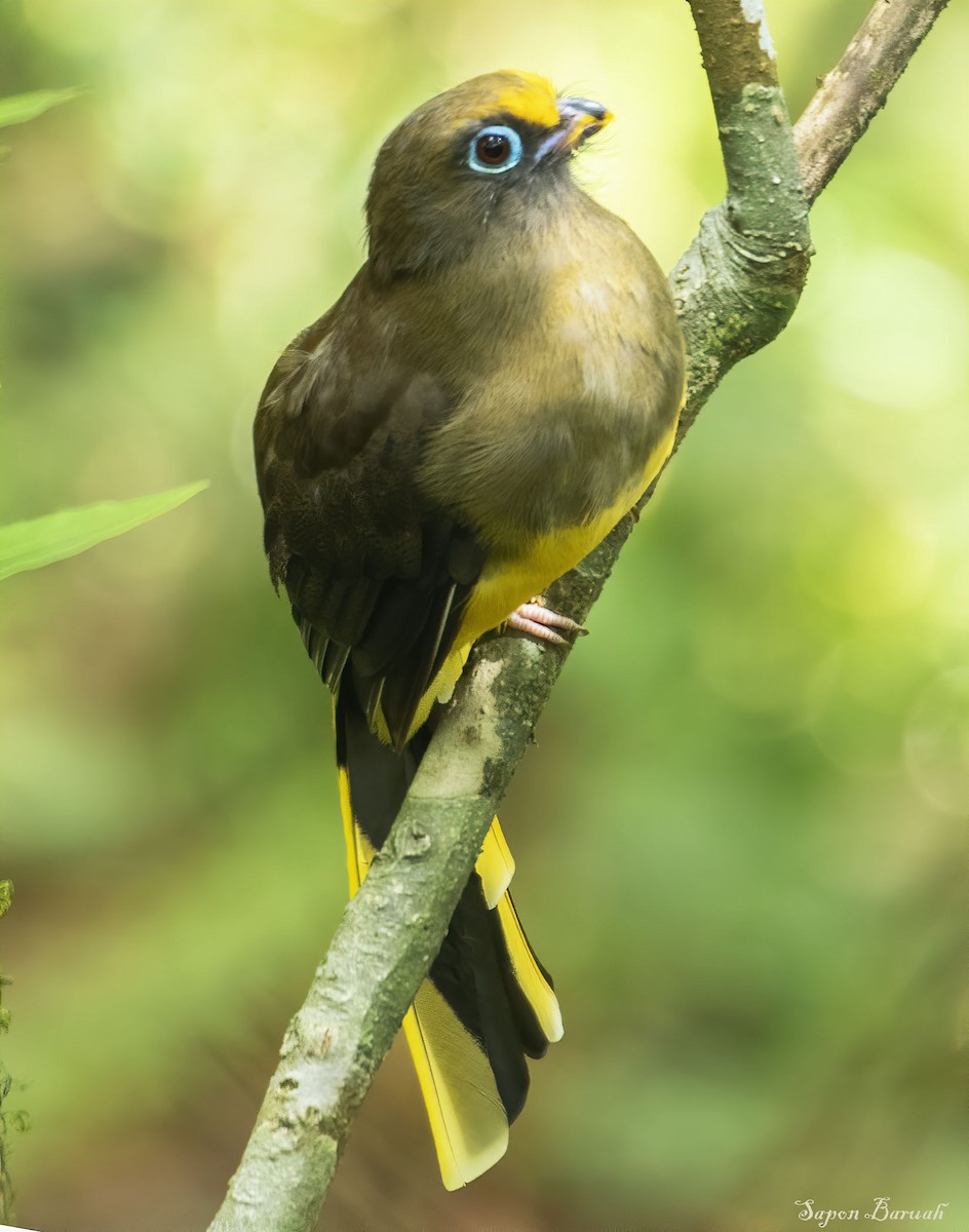 Ward's Trogon - SAPON BARUAH