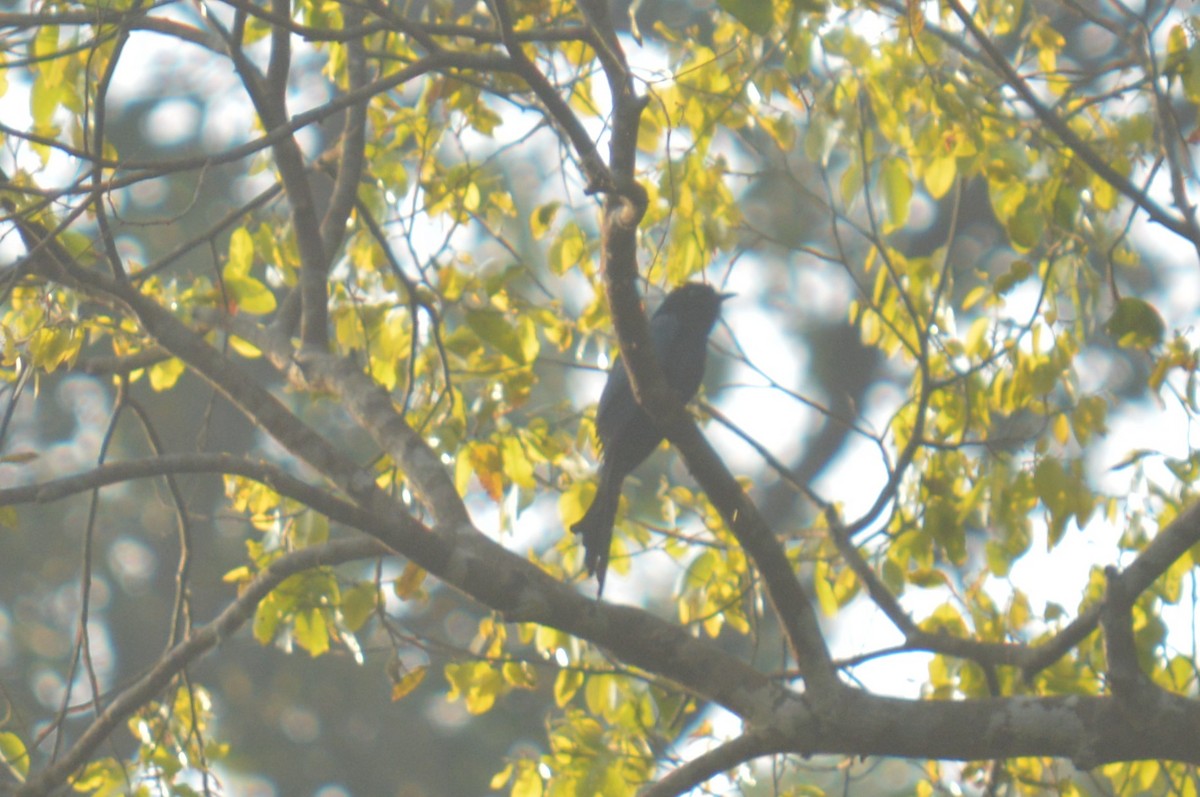 Fork-tailed Drongo-Cuckoo - ML400289501