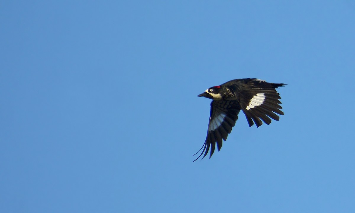 Acorn Woodpecker - ML400289921