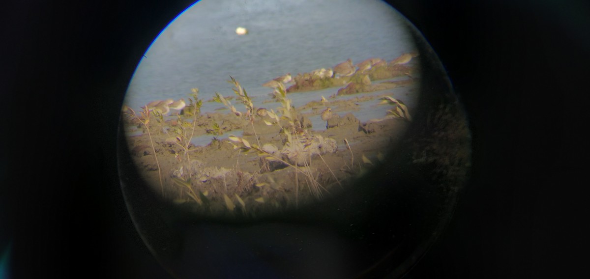 Pacific Golden-Plover - Chirag Solanki