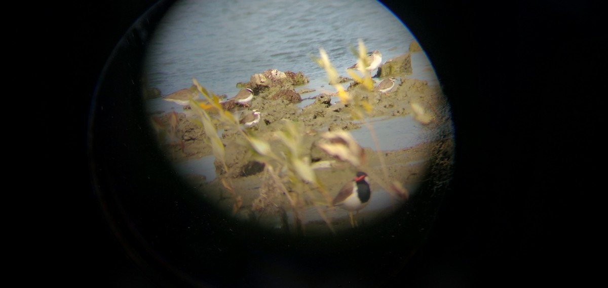 Common Ringed Plover - Chirag Solanki