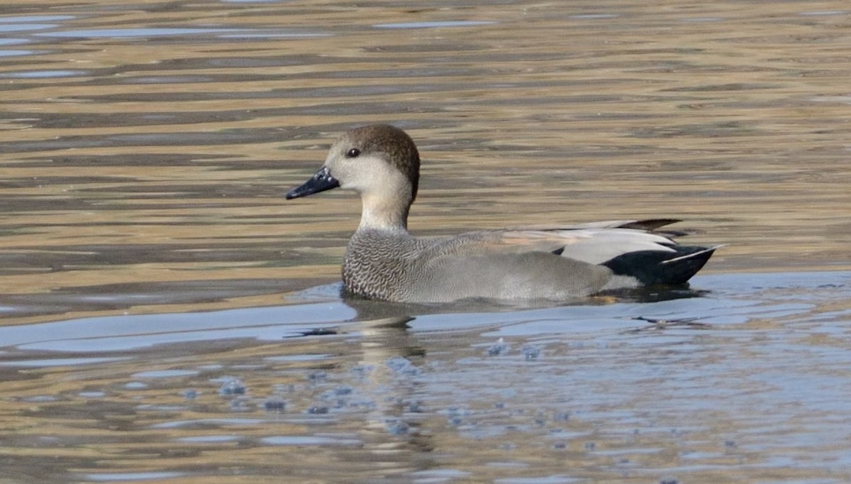 Gadwall - ML40029191