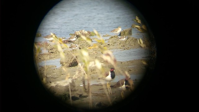 Common Ringed Plover - ML400291931