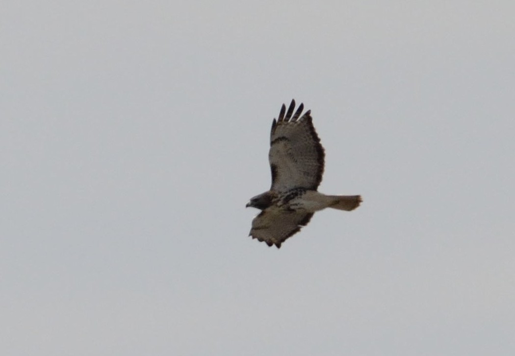 Red-tailed Hawk - Barry Blust