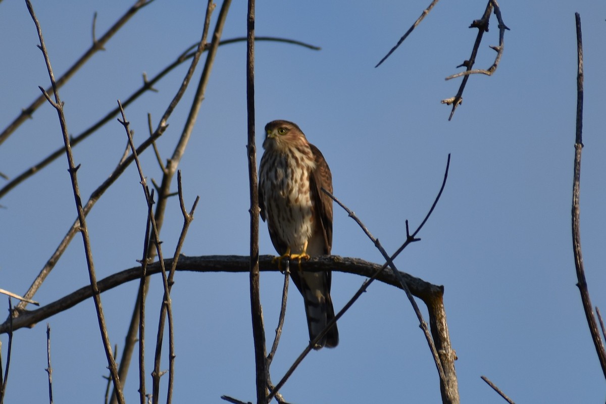 Sharp-shinned Hawk - ML400293081