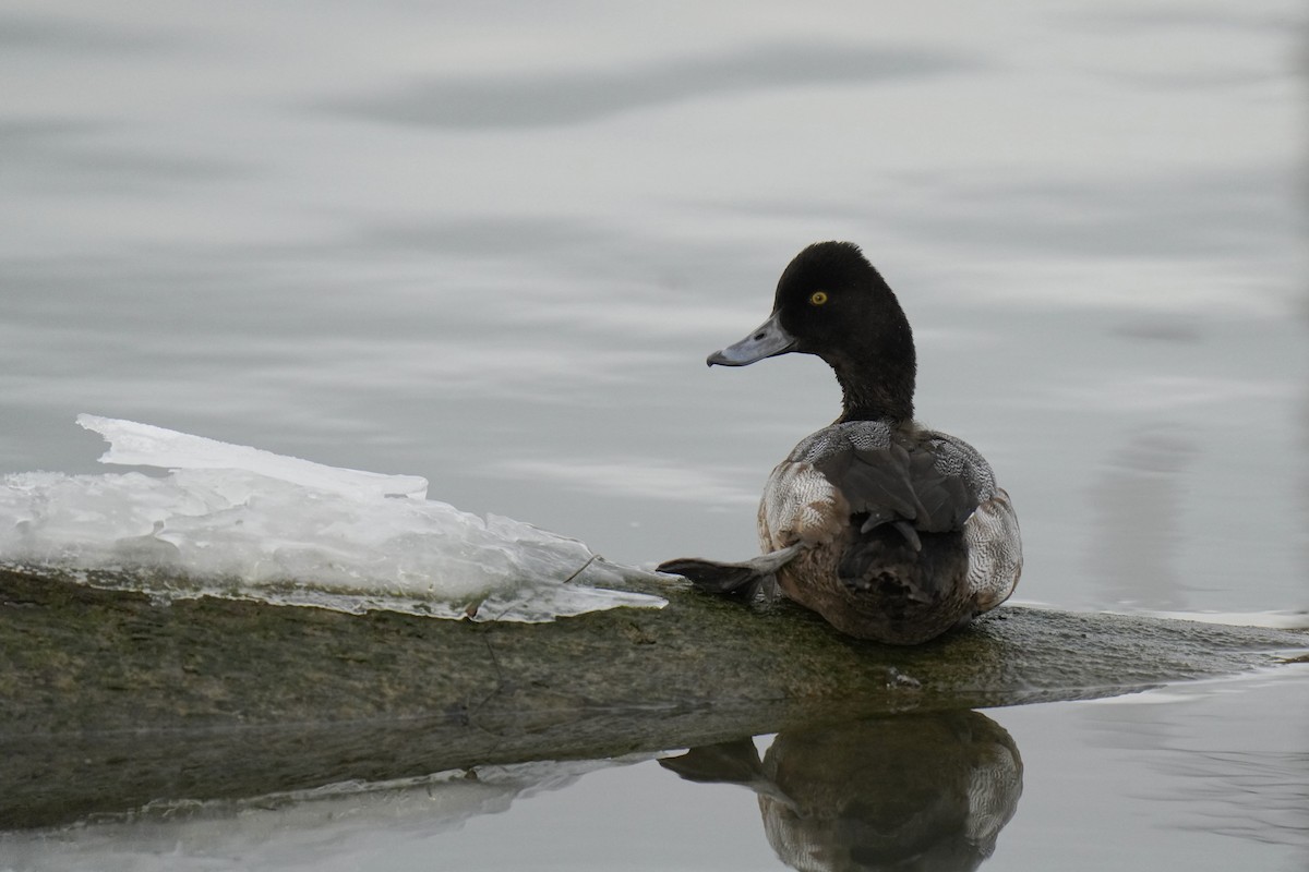 Lesser Scaup - ML400293181