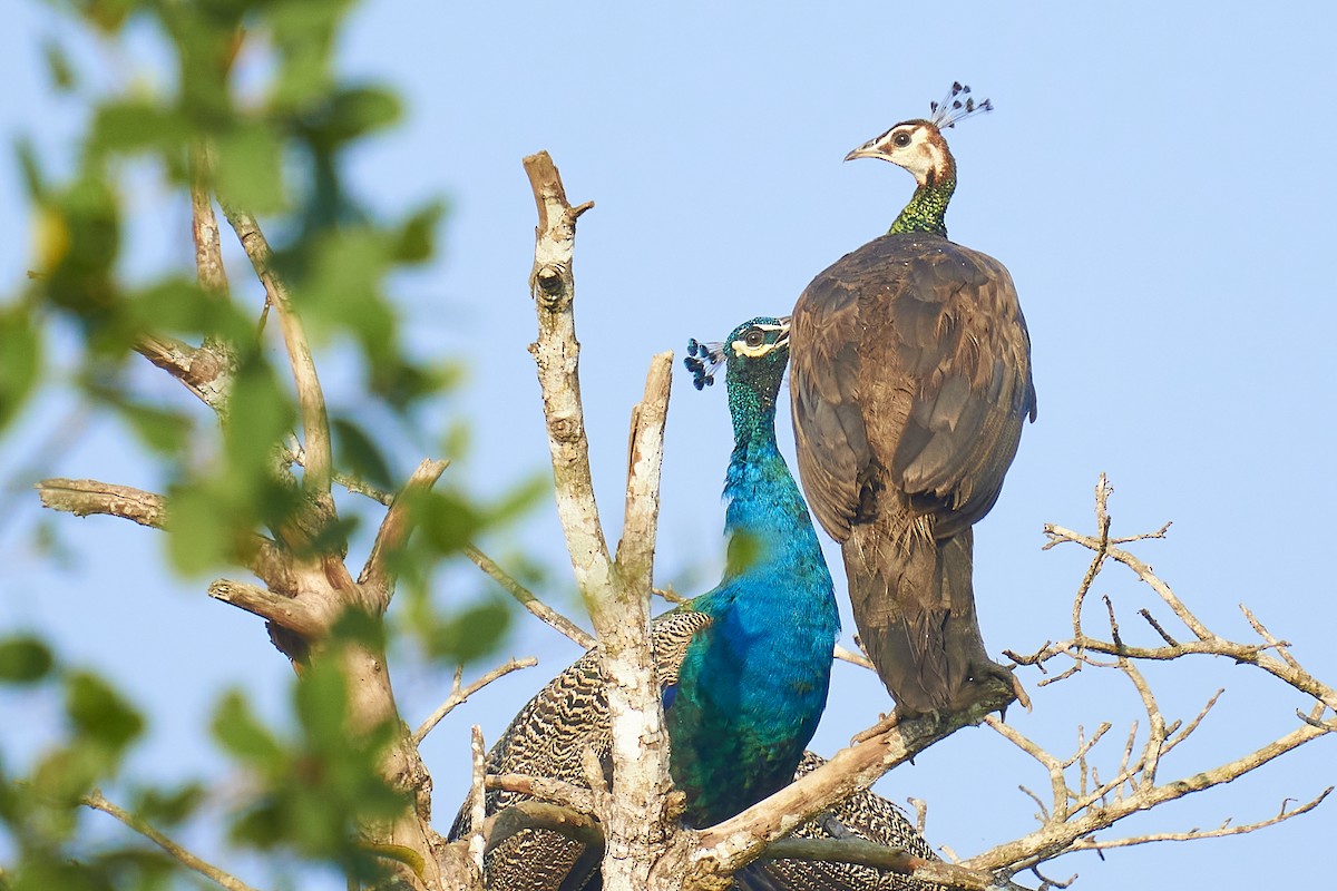 Indian Peafowl - ML400293221